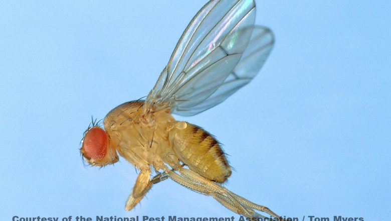 Informasjon om typer fluer og forebygging