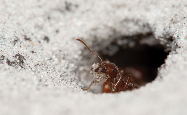 Høstmaur: Pogonomyrmex spp.  – Profesjonell innen skadedyrbekjempelse