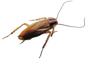 Studie: Tysk kakerlakk utvikler seg på en glukosefri diett