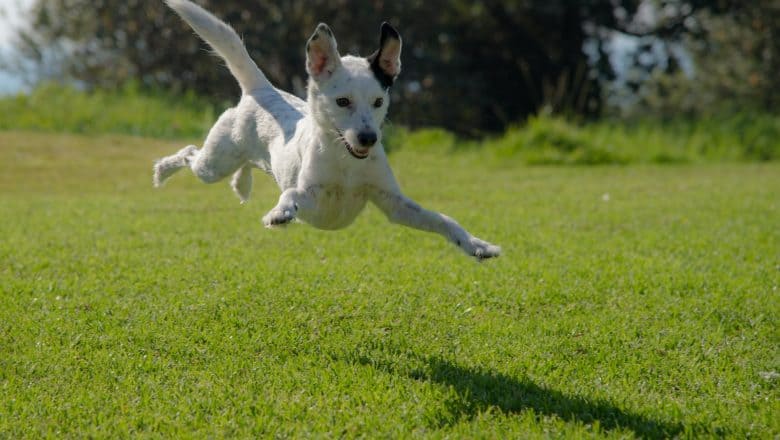 Hunder og hager: 10 tips for å nyte hunden din og hagen din også