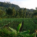 Agroforestry 101: Everything You Need to Know